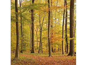 Ruheforst im Vorholzwald bei Offenheim