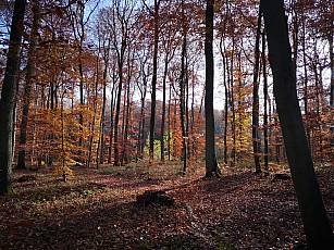Ruheforst im Vorholzwald bei Offenheim