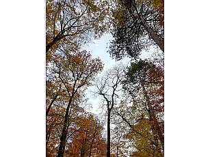 Ruheforst im Vorholzwald bei Offenheim