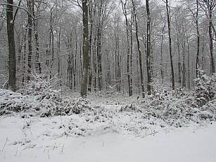 Ruheforst im Vorholzwald bei Offenheim