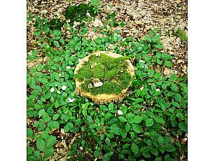 Ruheforst im Vorholzwald bei Offenheim