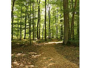 Ruheforst im Vorholzwald bei Offenheim