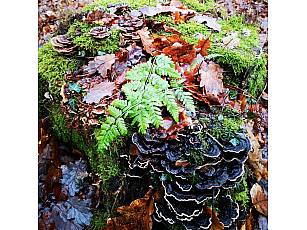Ruheforst im Vorholzwald bei Offenheim