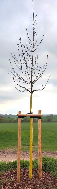 Wurzeln schlagen für unser Klima – Bäume pflanzen mit der VG Alzey-Land