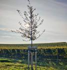 Klimaschutz-Managerin